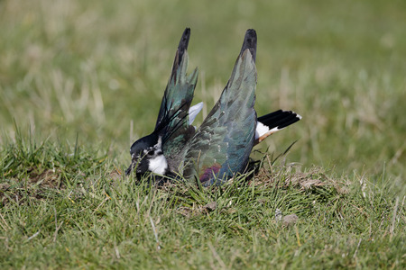 Northern lapwing, Vanellus vanellus, single male ground display, Kent