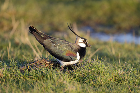 Northern lapwing, Vanellus vanellus, single male ground display, Kentの写真素材