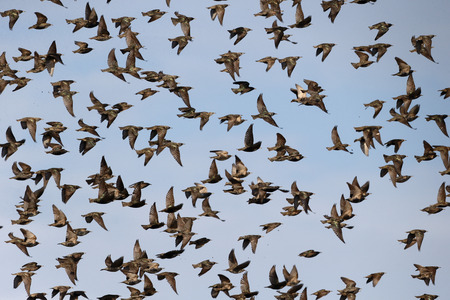 Starling, Sturnus vulgaris, flock in flight, Kent, March 2014              のeditorial素材