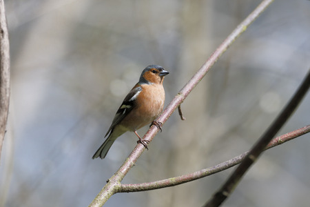 Chaffinch, Fringilla coelebs, Single male on branch, Warwickshire.