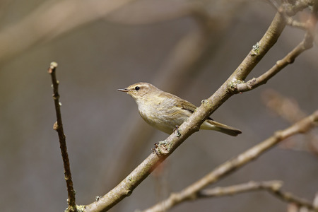Chiffchaff, Phylloscopus collybita, Single bird on branch, Warwickshire.の写真素材