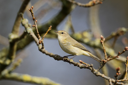 Chiffchaff, Phylloscopus collybita, Single bird on branch, Warwickshire.の写真素材