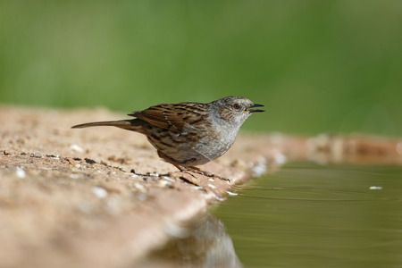 Dunnock, Prunella modularis, Single bird at water, Warwickshire.の写真素材
