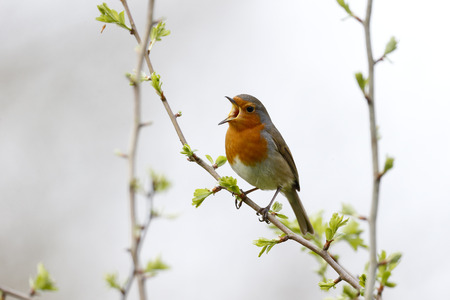 Robin, Erithacus rubecula, Single bird on branch singing, Warwickshire.の写真素材