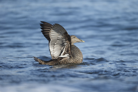 Eider duck, Somateria mollissima, single female on water wing stretching, Northumberland, May 2014の写真素材
