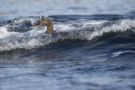 Eider duck, Somateria mollissima, single female on water, Northumberland, May 2014の写真素材