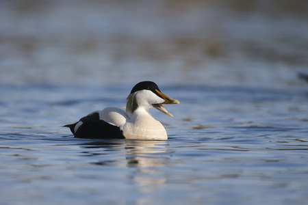 Eider duck, Somateria mollissima, single male on water, Northumberland, May 2014の写真素材