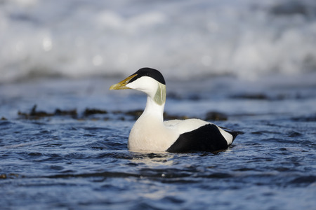 Eider duck, Somateria mollissima, single male on water, Northumberland, May 2014の写真素材