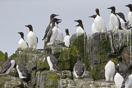 Guillemot, Uria aalge, group of birds on rock, Northumberland, May 2014の写真素材