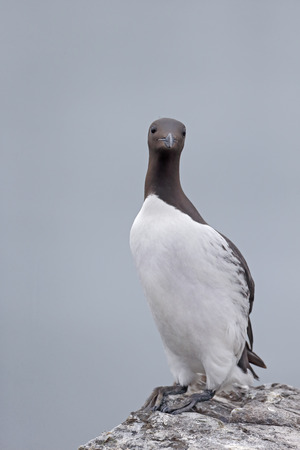 Guillemot, Uria aalge, single bird on rock, Northumberland, May 2014の写真素材