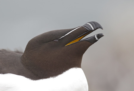 Razorbill, Alca torda, single bird head shot, Northumberland, May 2014の写真素材