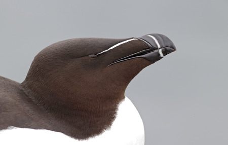 Razorbill, Alca torda, single bird head shot, Northumberland, May 2014の写真素材