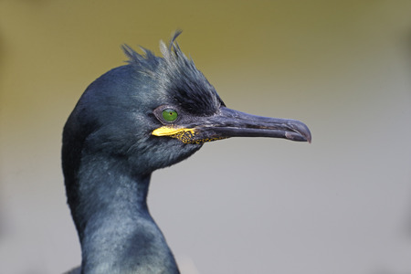 Shag, Phalacrocorax aristatelis, single bird head shotの写真素材
