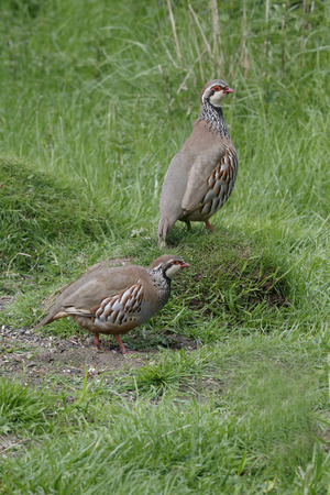 Red-legged partridge, Alectoris rufa, single bird on grass, Warwickshire, May 2014の写真素材