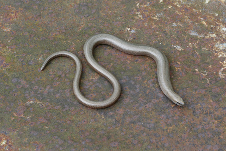 Slow worm, Anguis fragilis, single reptile on tin, Warwickshire, May 2014