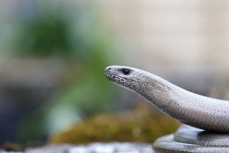 Slow worm, Anguis fragilisの写真素材