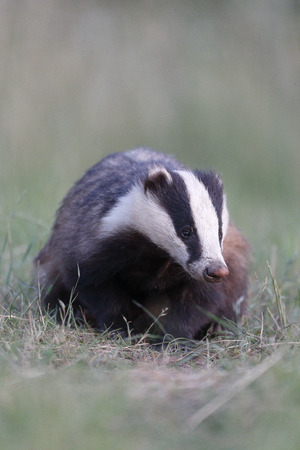 Badger, Meles meles, single mammal, Warwickshire, May 2014                    の写真素材