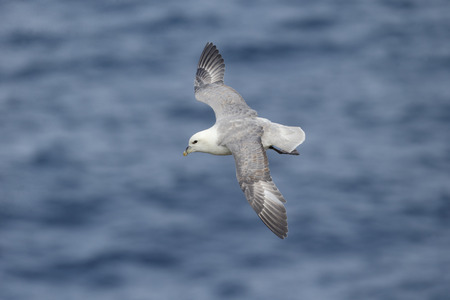 Fulmar, Fulmarus glacialis, single bird in flight, Orkney, June 2014                    の写真素材