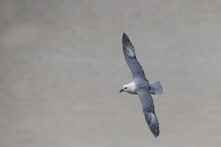 Fulmar, Fulmarus glacialis, single bird in flight, Orkney, June 2014                    の写真素材