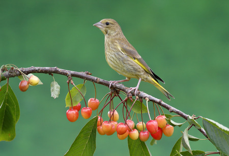 Greenfinch, Carduelis chloris,  single bird on cherries, Warwickshire, July 2014                    の写真素材