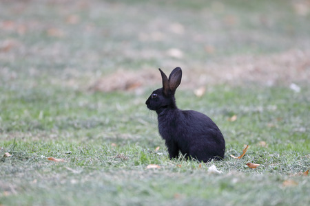 Rabbit, Lepus curpaeums, single black rabbit on grass, Warwickshire, July 2014の写真素材
