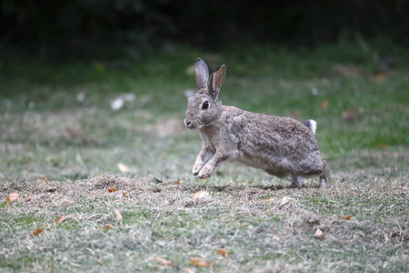 Rabbit, Lepus curpaeums, single mammal running on grassの写真素材