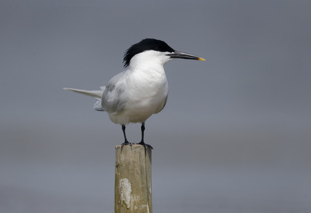 Sandwich tern, Sterna sandvicensis,  single bird on post, Dorset,  May 2014                    