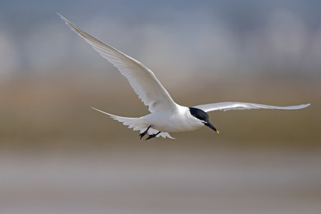 Sandwich tern, Sterna sandvicensis,  single bird in flight, Dorset,  May 2014                    の写真素材