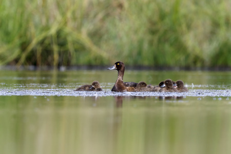 Tufted duck, Aythya fuligula, single female with young, Warwickshire, July 2014        の写真素材