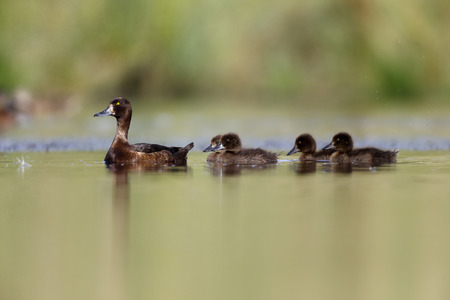 Tufted duck, Aythya fuligula, single female with young, Warwickshire, July 2014        の写真素材