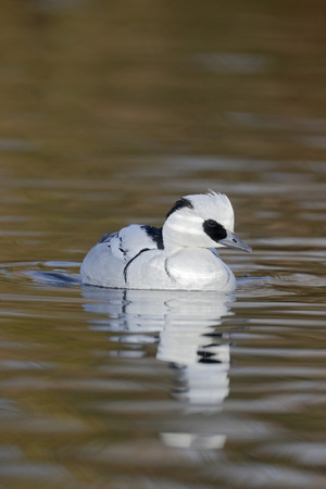 Smew, Mergellus albellus, single male on water, Gloucestershire, November 2014の写真素材
