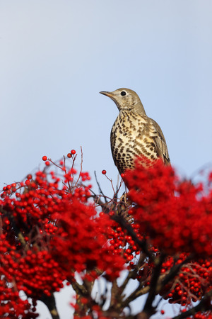 Mistle thrush, Turdus viscivorus, single bird on berries, Warwickshire, December 2014の写真素材