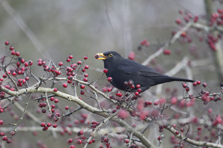 Blackbird, Turdus merula, single male eating hawthorn berries, Warwickshire, December 2014の写真素材