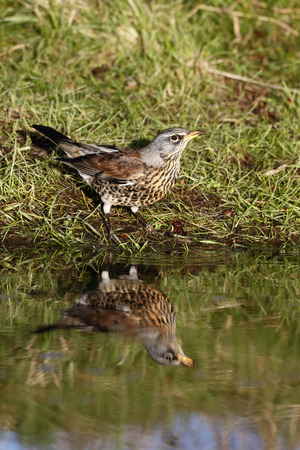 Fieldfare, Turdus pilaris. single bird drinking, Warwickshire, December 2014の写真素材
