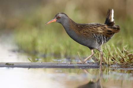 Water rail, Rallus aquaticus, single bird in marsh, Warwickshire, December 2014の写真素材
