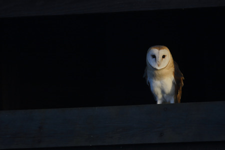 Barn owl, Tyto alba, single bird in barn, Norfolk, January 2015の写真素材