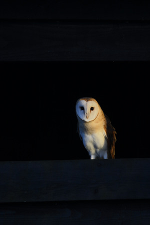 Barn owl, Tyto alba, single bird in barn, Norfolk, January 2015の写真素材