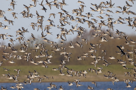 Black-tailed godwit, Limosa limosa, Group in flight at Welney,  Norfolk, January 2015の写真素材