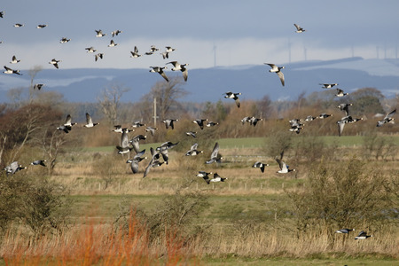 Barnacle geese, Branta leucopsis, flock in flight, Dumfries, Scotland, January 2015.のeditorial素材