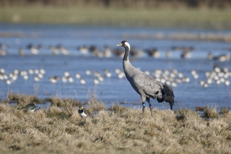 Common crane, Grus grus, の写真素材