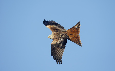 Red kite, Milvus milvus, single bird in flight, Dumfries, Scotland, January 2015.