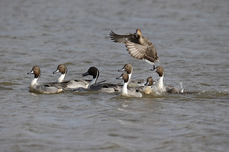 Northern pintail, Anas acuta, Single female chased by group of males, Gloucestershire, March 2015の写真素材