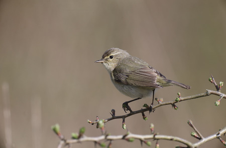 Phylloscopus collybita single bird on branchの写真素材