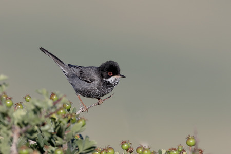 Cyprus warbler, Sylvia melanothorax, single male on perch, Cyprus, April 2015の写真素材