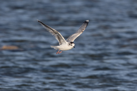 Little gull, Larus minutus, single bird in flight, Cyprus, April 2015
