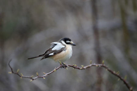 Masked shrike, Lanius nubicus, single bird on perch, Cyprus , April 2015の写真素材