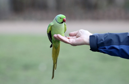 Ring-necked parakeet, Psittacula krameri, single bird on branch, London, March 2015の写真素材