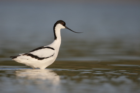 Avocet, Recurvirostra avosetta, single bird in water, Romania, May 2015の写真素材