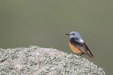 Rock thrush, Monticola saxatilis, single male on rock, Romania, May 2015