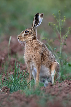 Brown hare, Lepus europaeus, single mammal, Warwickshire, June 2015